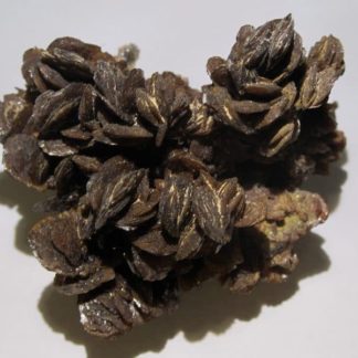 Descloizite, Berg Aukas, Namibie.