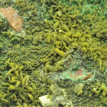 Autunite et Torbernite, Les Bois-Noirs, Saint-Priest-la-Prugne, Forez, Loire.