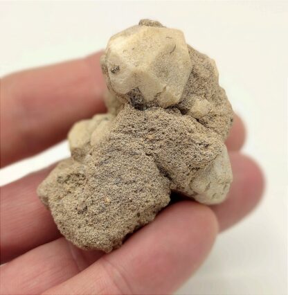 Leucite, Roccamonfina, Caserte, Campanie, Italie.