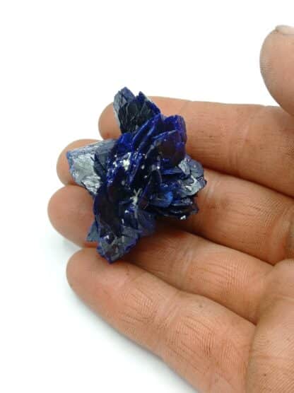 Fleur d’Azurite, Chessy-les-Mines, Rhône, Ex. Coll. Doumet.