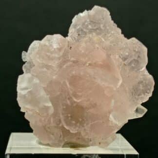 Fluorine rose, Grand Col Ferret, Aoste, Italie.