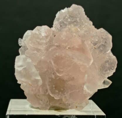 Fluorine rose, Grand Col Ferret, Aoste, Italie.