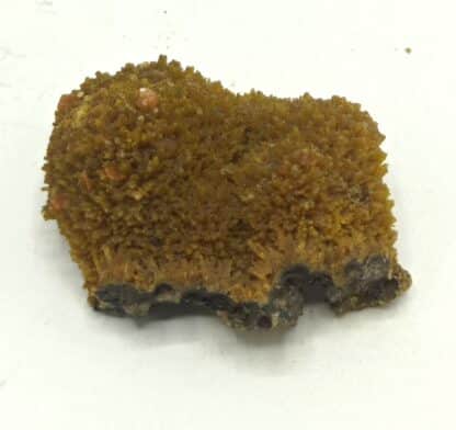 Wulfénite sur Pyromorphite, Les Farges, Ussel, Corrèze.