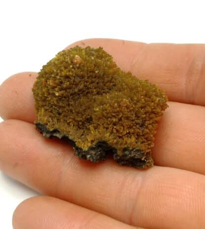 Wulfénite sur Pyromorphite, Les Farges, Ussel, Corrèze.