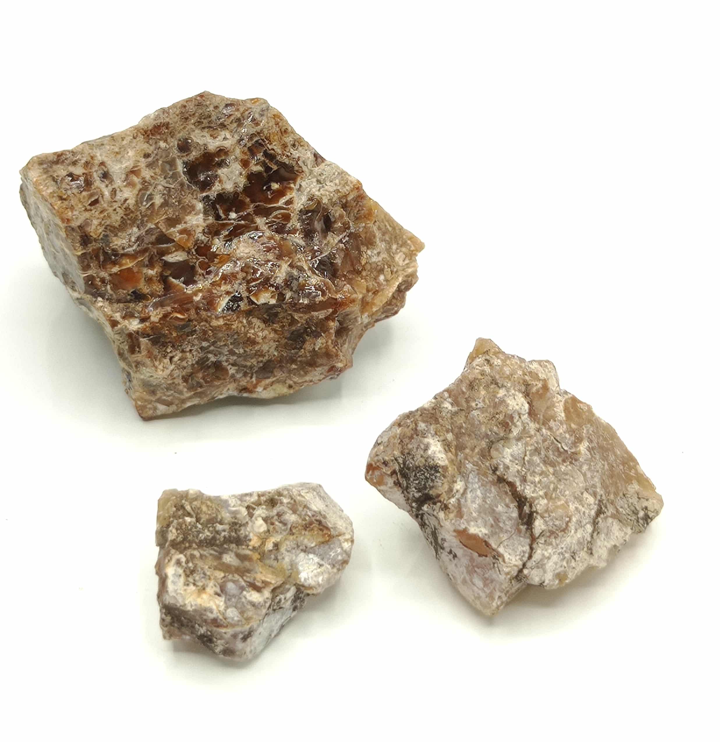 Succincite (Ambre), Palmnicken, Mer Baltique, Prusse Orientale (Russie).