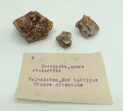 Succincite (Ambre), Palmnicken, Mer Baltique, Prusse Orientale (Russie).