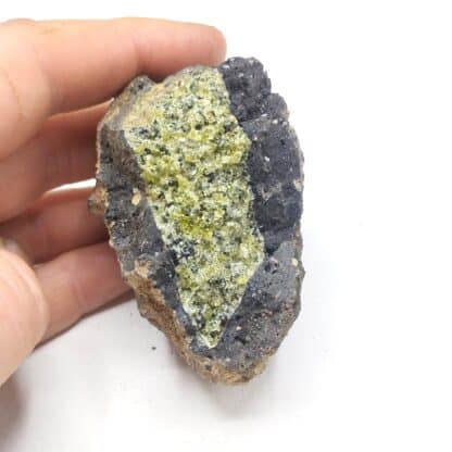 Olivine, Canet d’Adri, Gérone, Espagne.