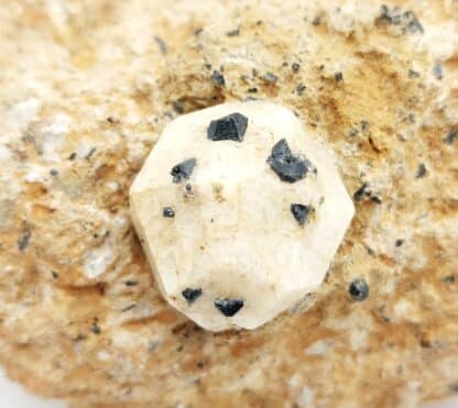 Leucite (lot de 4), Ariccia, Rome, Italie.