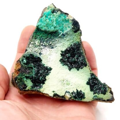 Atacamite, Mine de la Farola, Atacama, Chili.