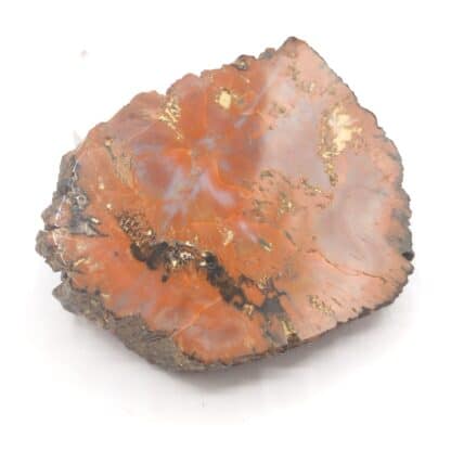 Agate (Jaspe), Petrified Forrest, Arizona, USA (États-Unis).