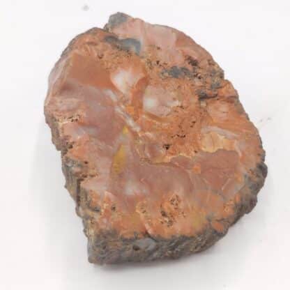 Agate (Jaspe), Petrified Forrest, Arizona, USA (États-Unis).