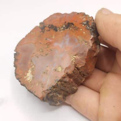 Agate (Jaspe), Petrified Forrest, Arizona, USA (États-Unis).