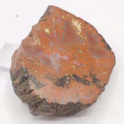 Agate (Jaspe), Petrified Forrest, Arizona, USA (États-Unis).